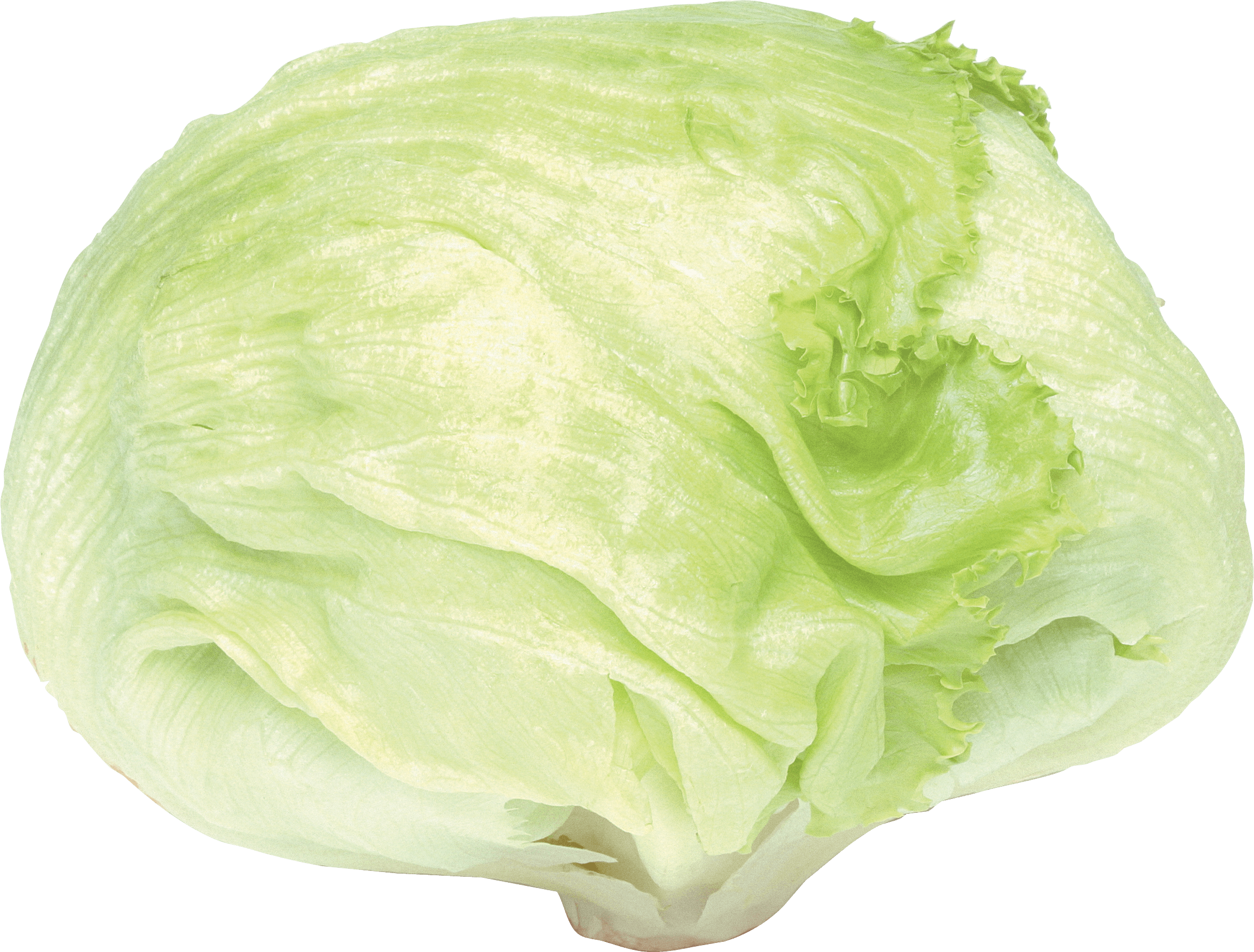 Cabbage Transparent PNG Image