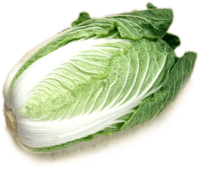 Cabbage Transparent PNG Image