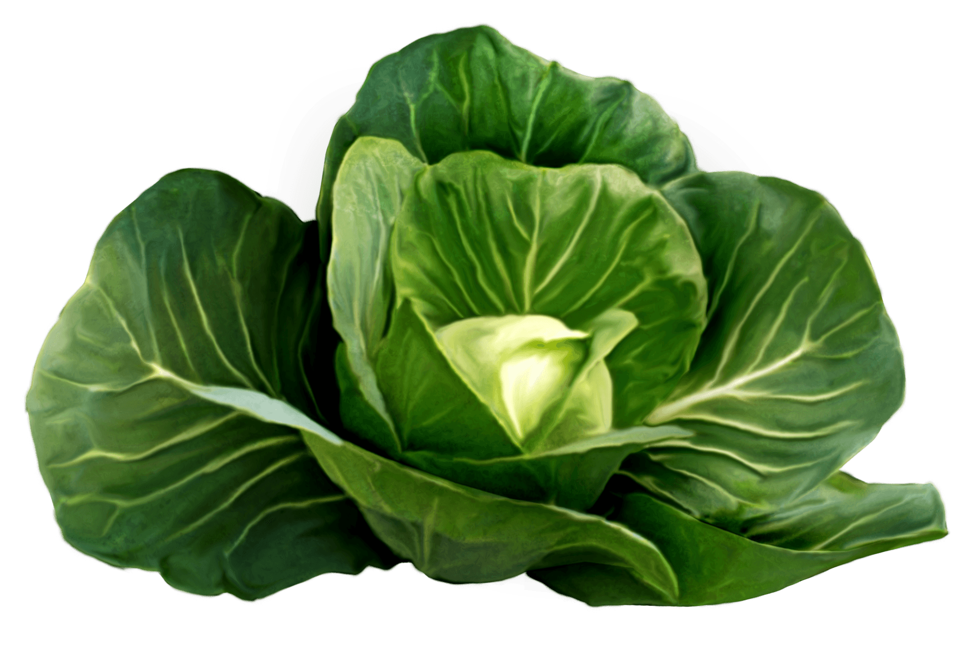 Cabbage Transparent PNG Image