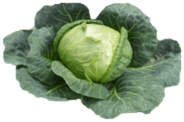 Cabbage Transparent PNG Image