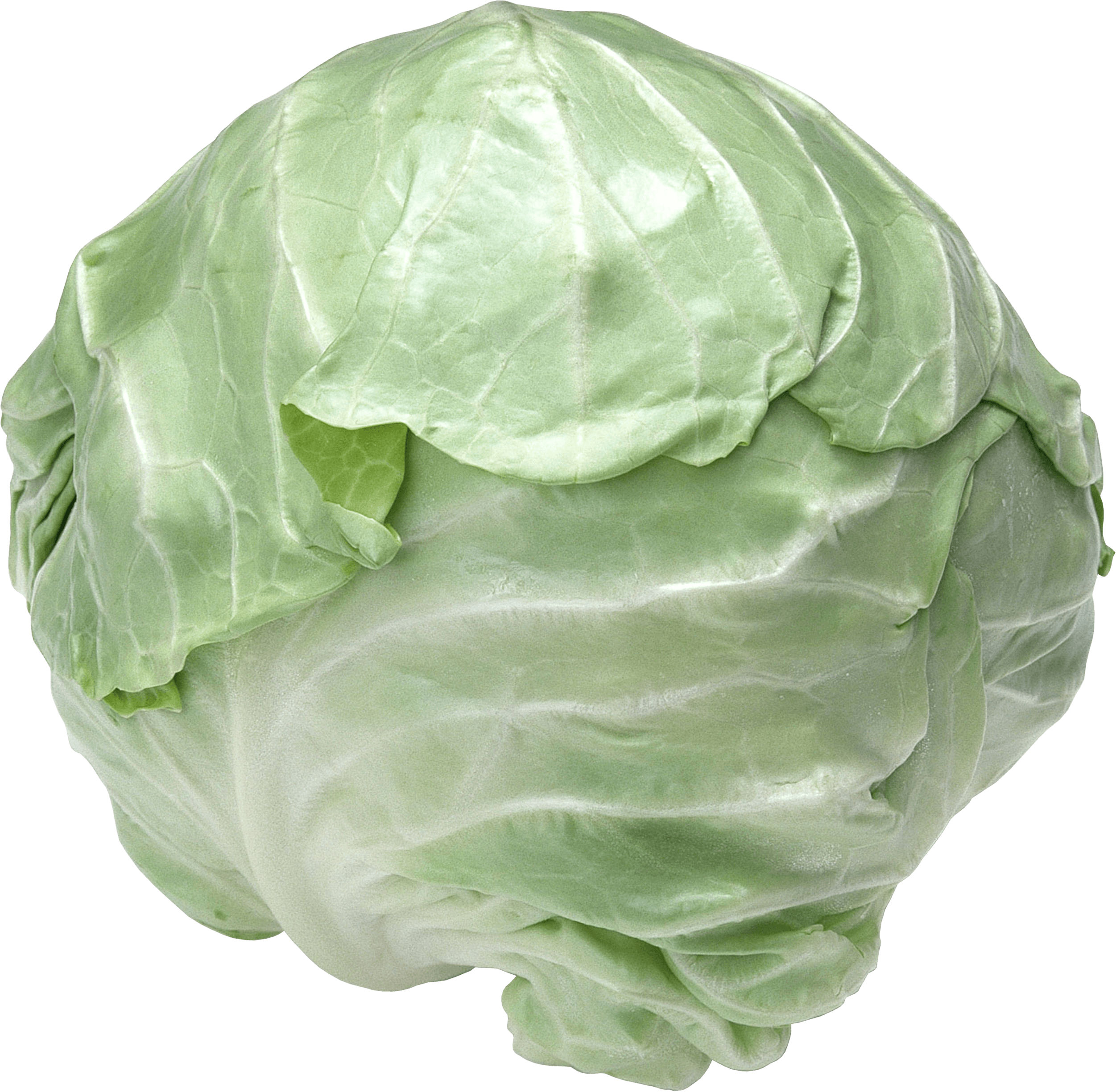 Cabbage Transparent PNG Image