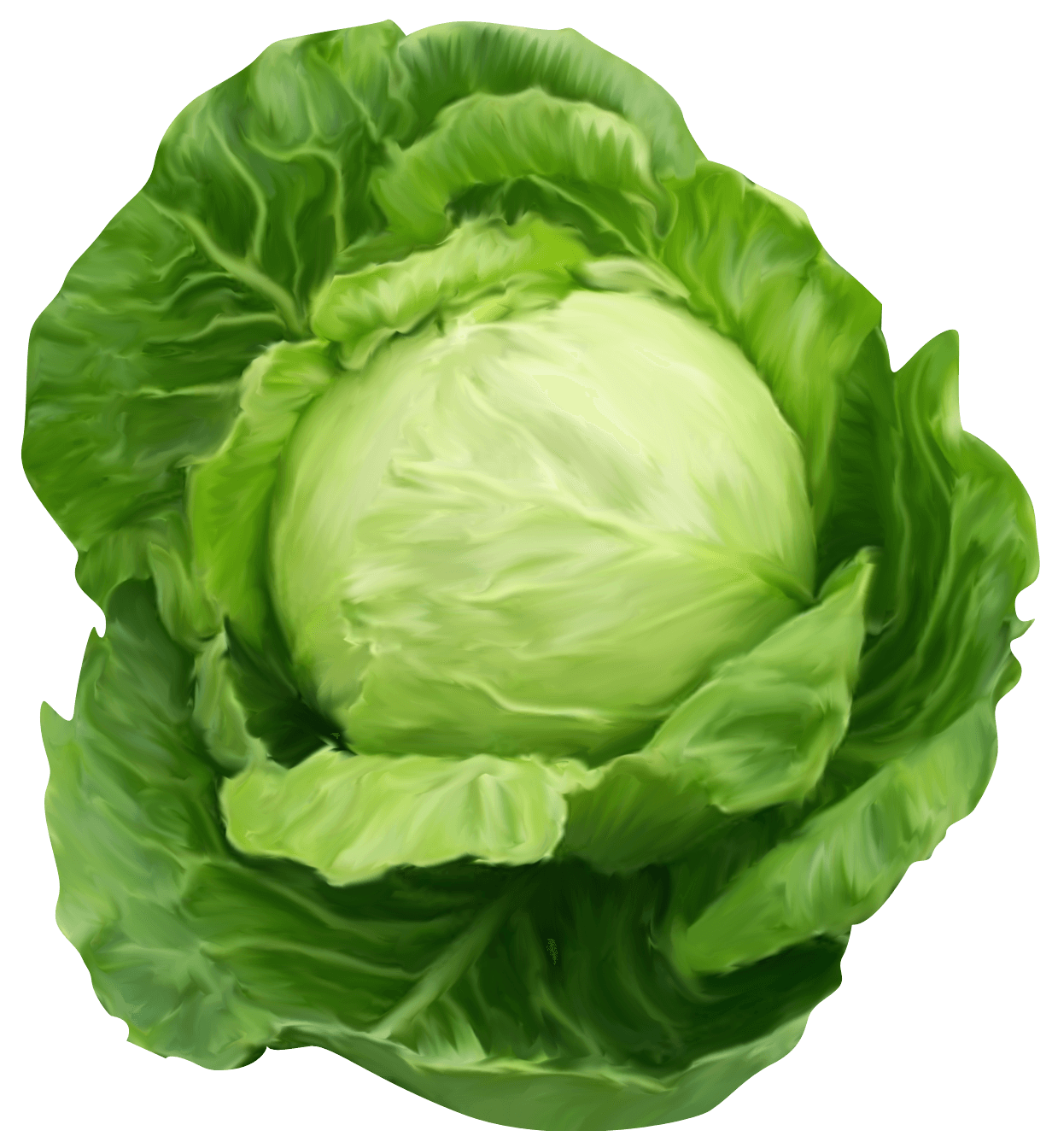 Cabbage Transparent PNG Image
