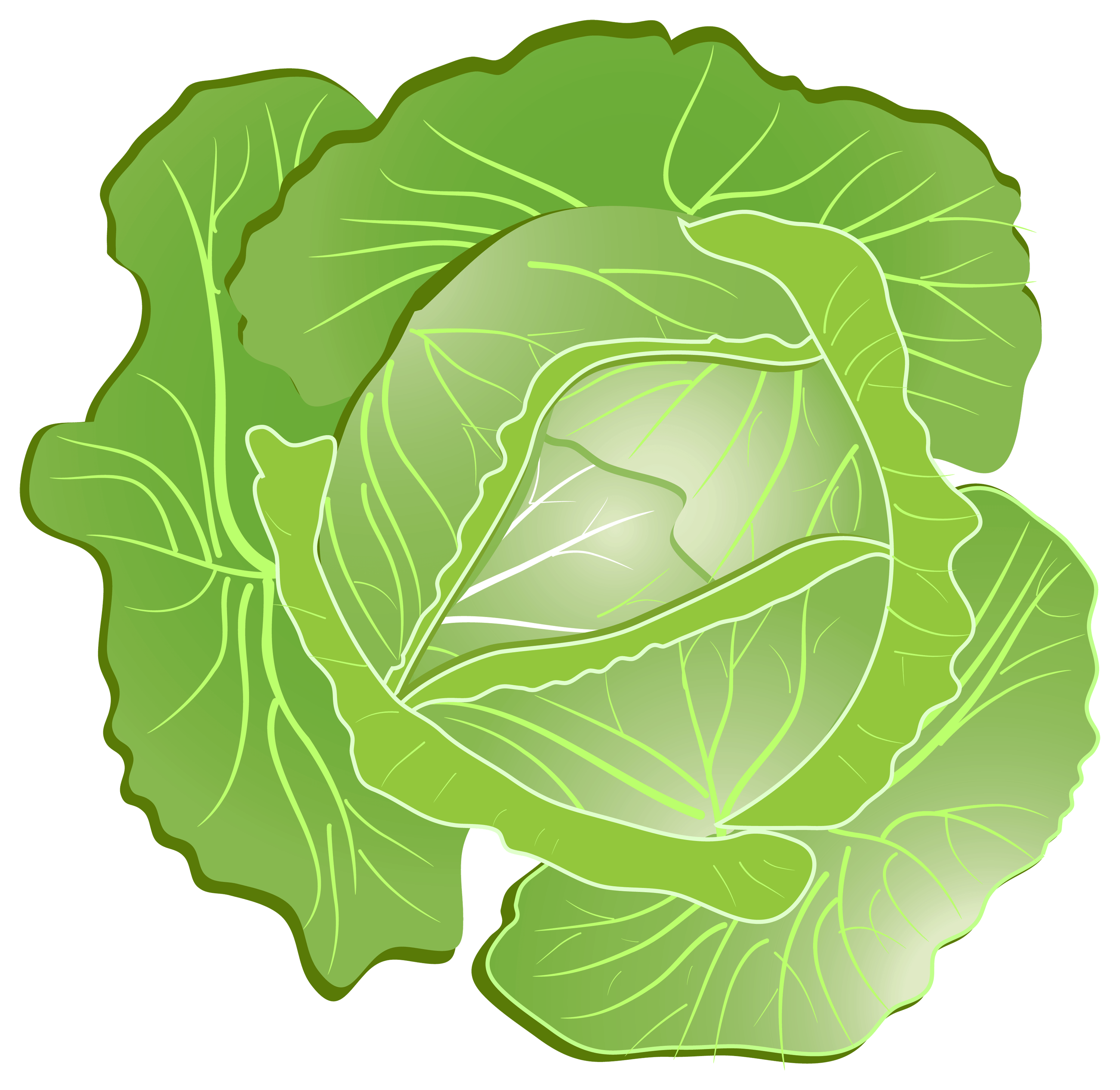 Cabbage Transparent PNG Image