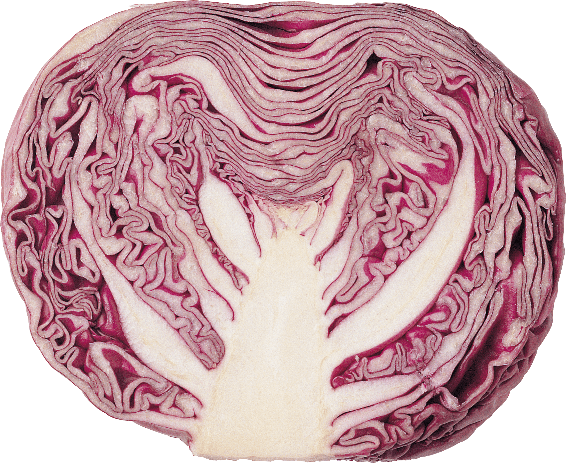 Cabbage Transparent PNG Image