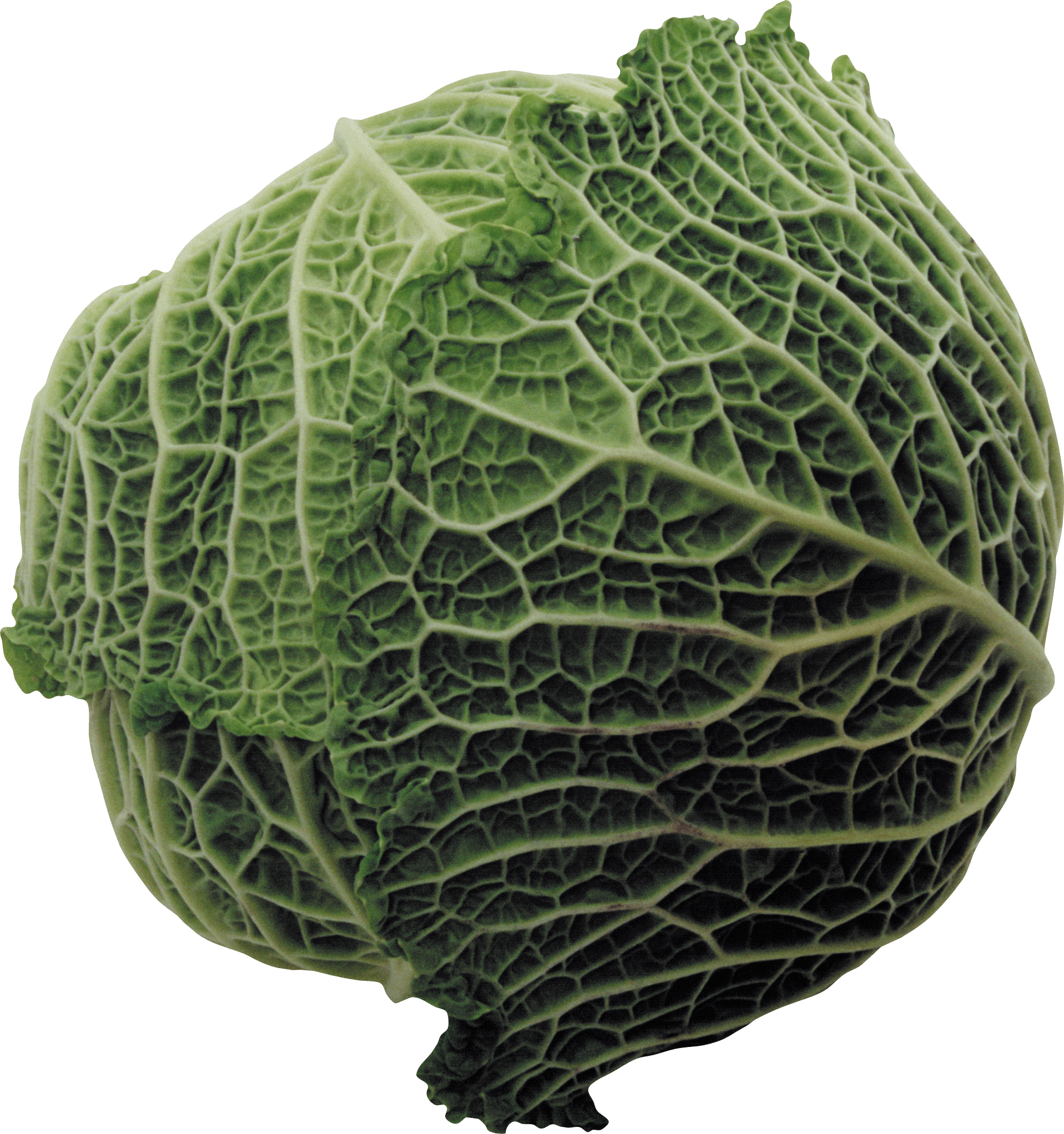 Cabbage Transparent PNG Image