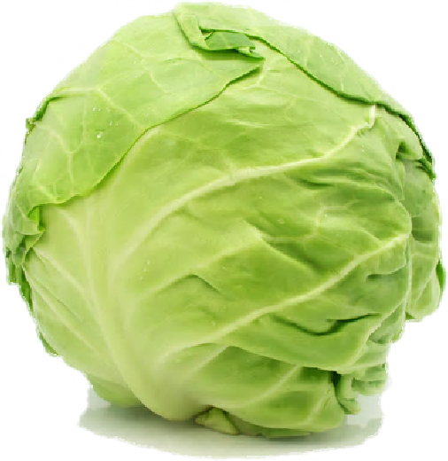 Cabbage Transparent PNG Image