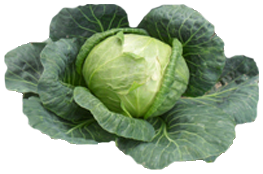 Cabbage Transparent PNG Image