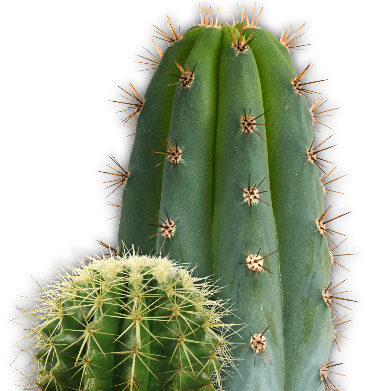 Cactus Transparent PNG Image