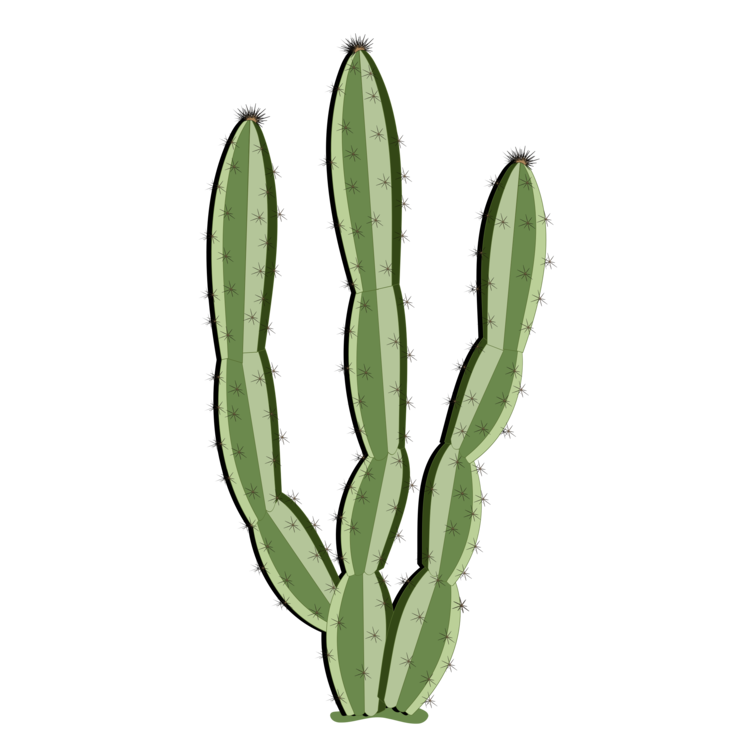 Vector Plant Cactus Transparent PNG Image