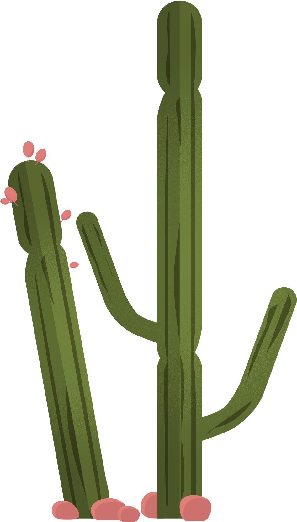 Vector Plant Cactus Green Transparent PNG Image