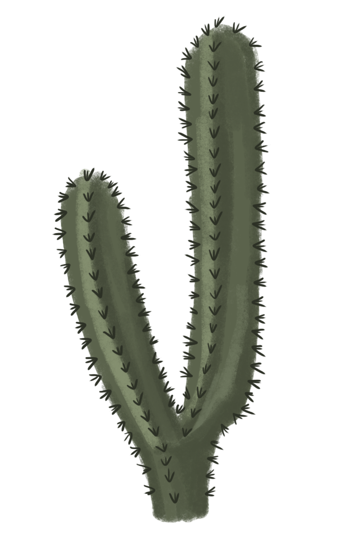 Vector Plant Prickly Cactus Transparent PNG Image