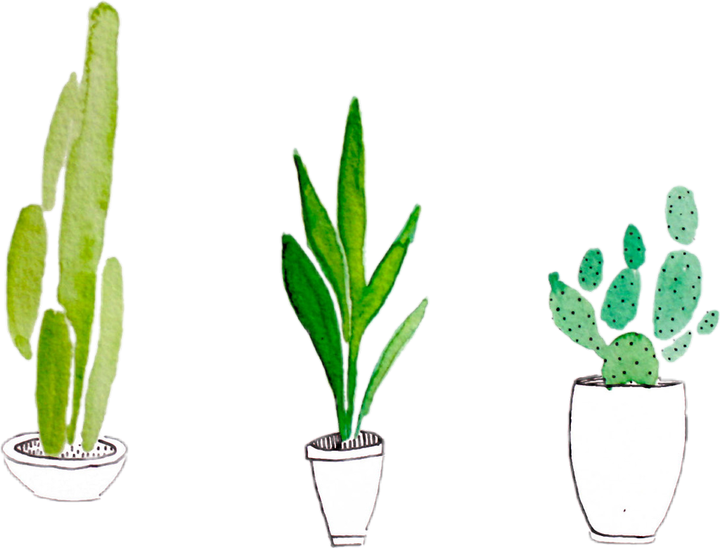Tropical Plant Cactus Vector Transparent PNG Image