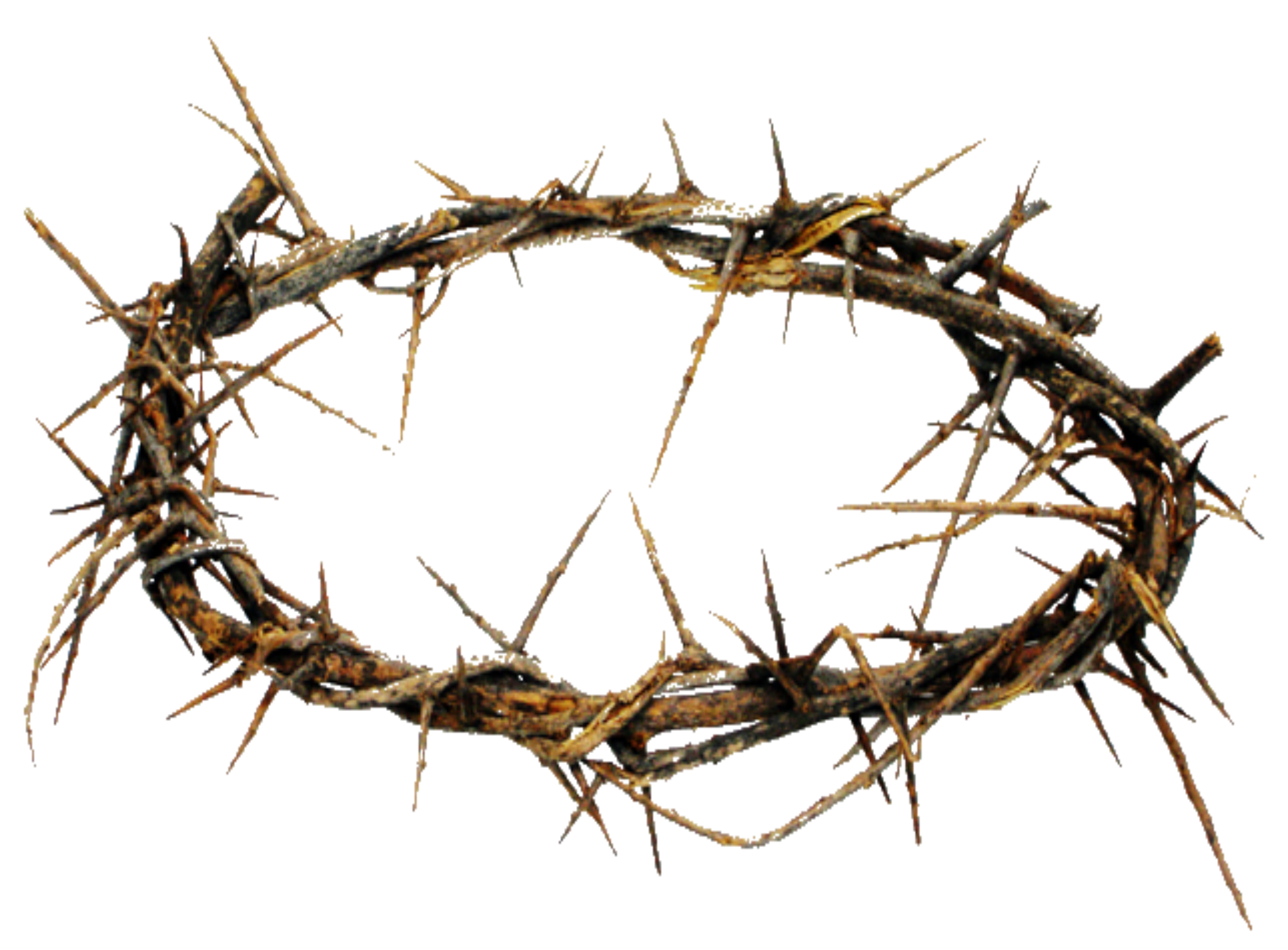 Prickle African Transparent PNG Image