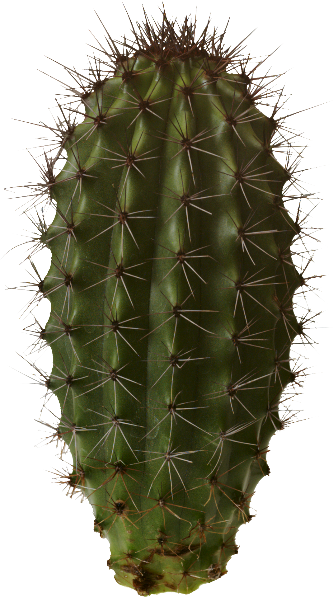 Cactus Prickle Transparent PNG Image