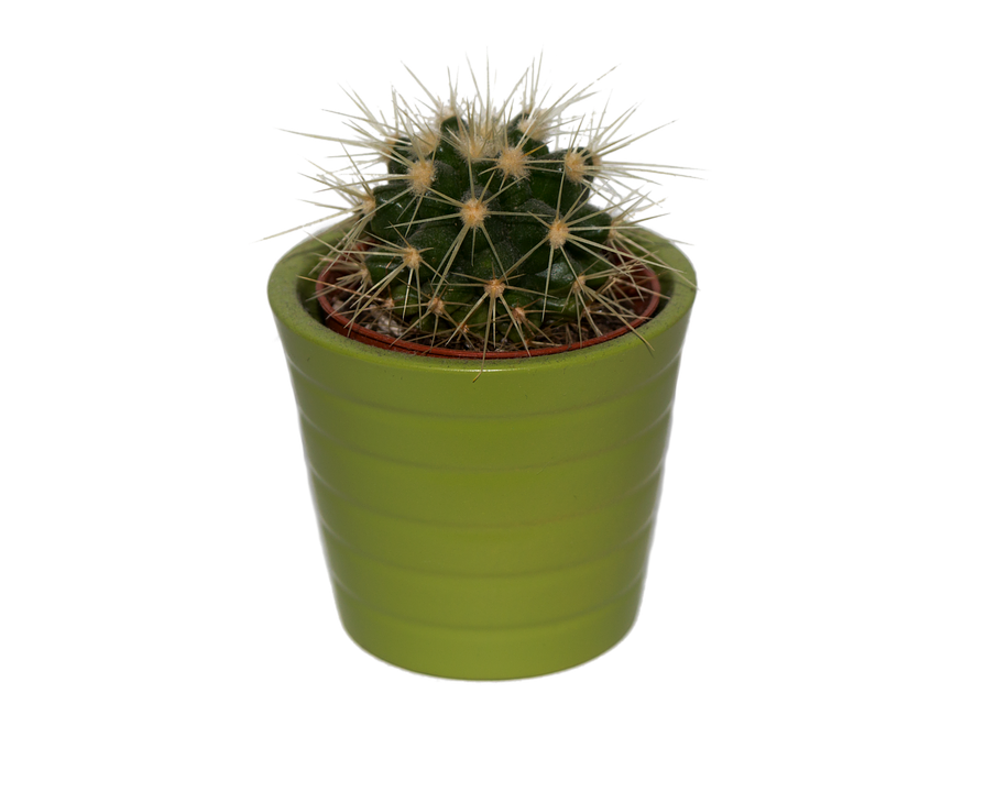 Cactus Prickle Transparent PNG Image