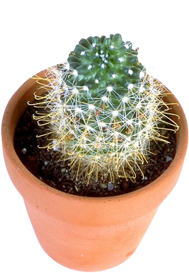 Cactus Prickle Transparent PNG Image