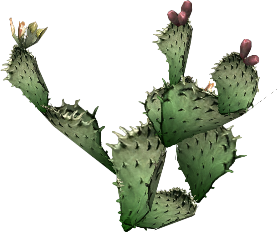 Cactus Prickle Transparent PNG Image
