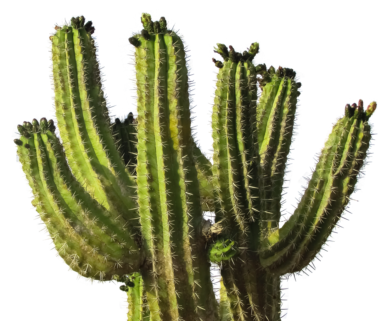 Cactus Prickle Transparent PNG Image