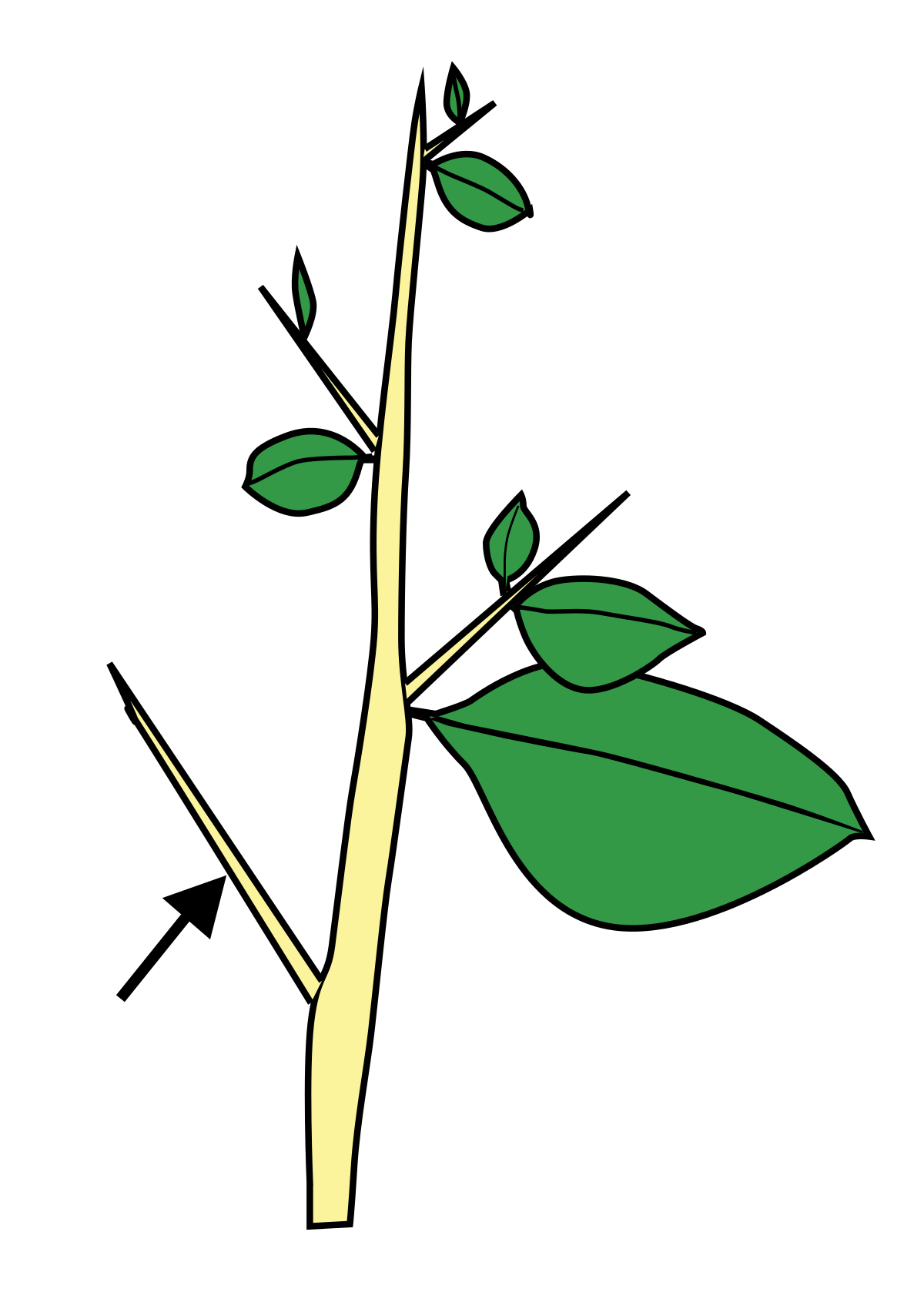 Prickle Transparent PNG Image