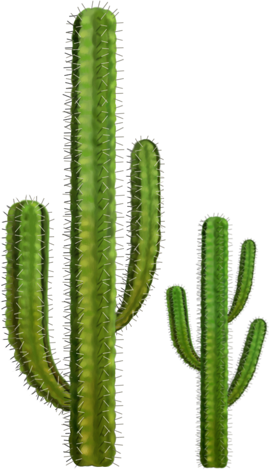 Cactus 5 Transparent PNG Image