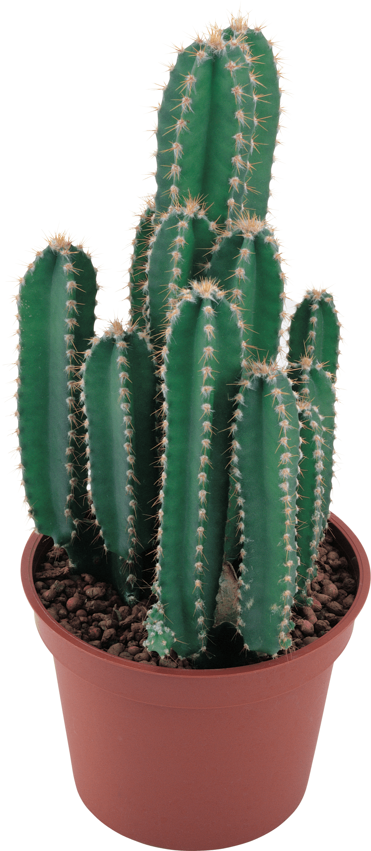 Cactus Transparent PNG Image