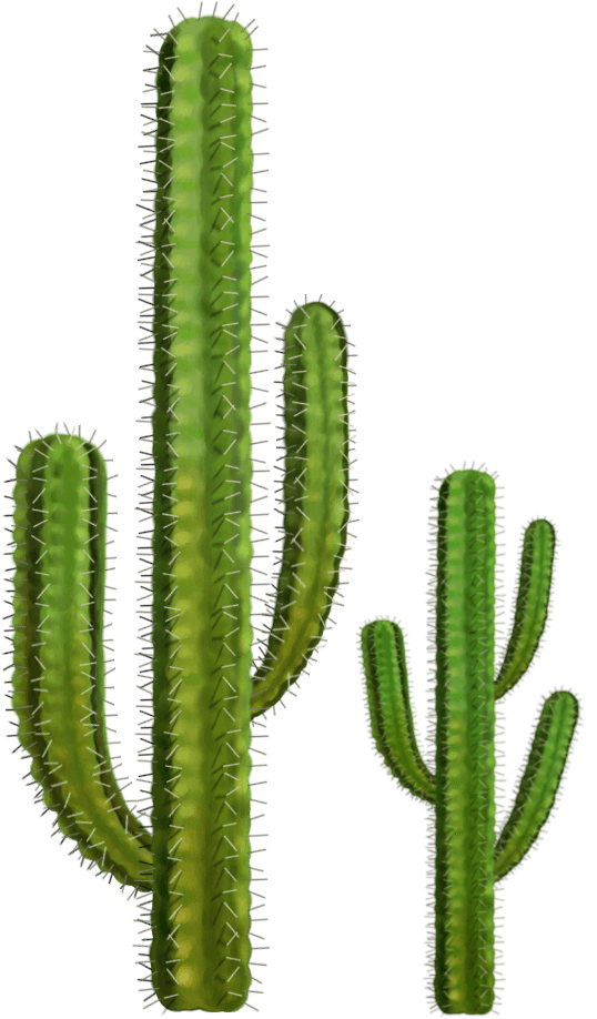 Cactus Transparent PNG Image