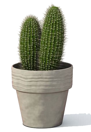 Cactus Plant Transparent PNG Image