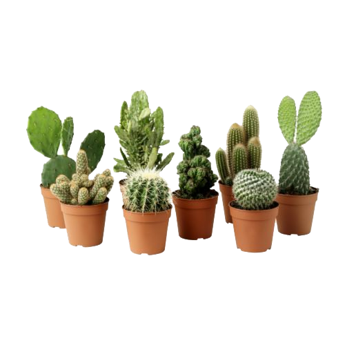 Cactus Plant Transparent PNG Image
