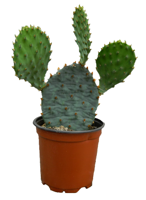 Cactus Plant Transparent PNG Image