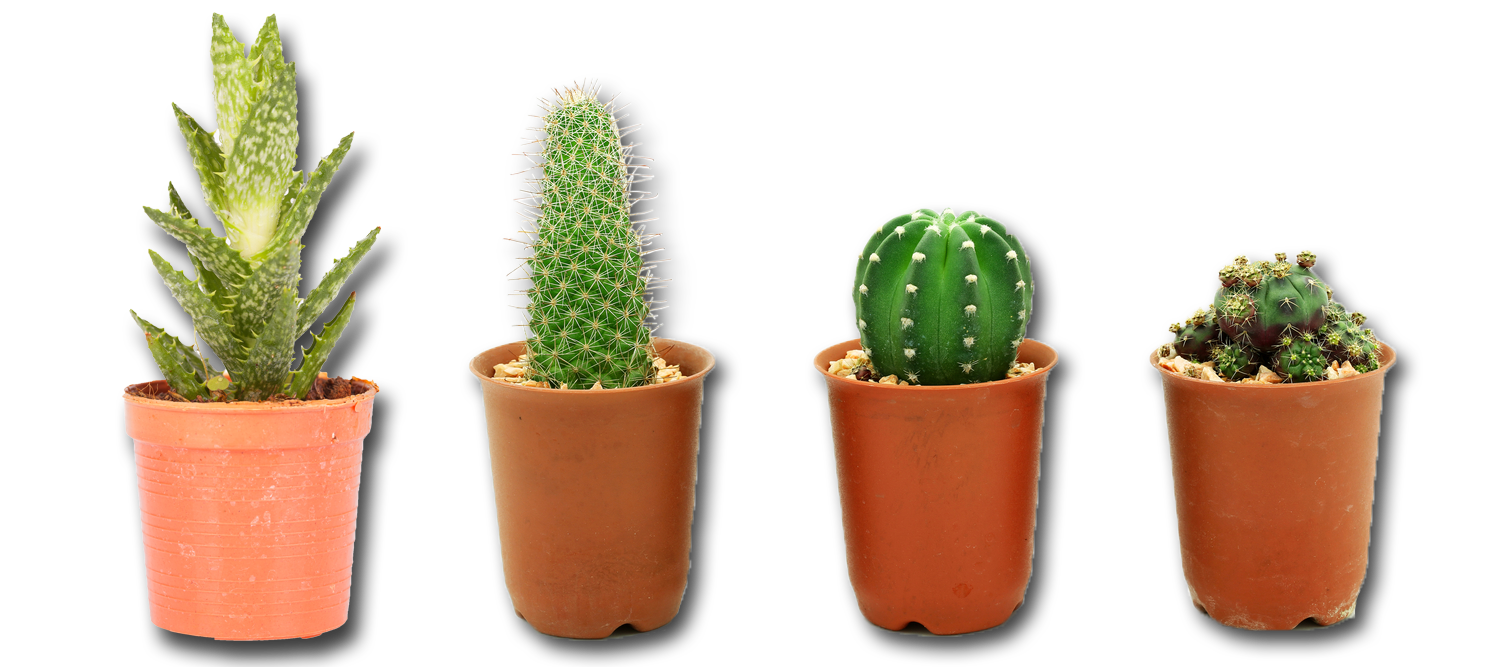 Cactus Plant Transparent PNG Image