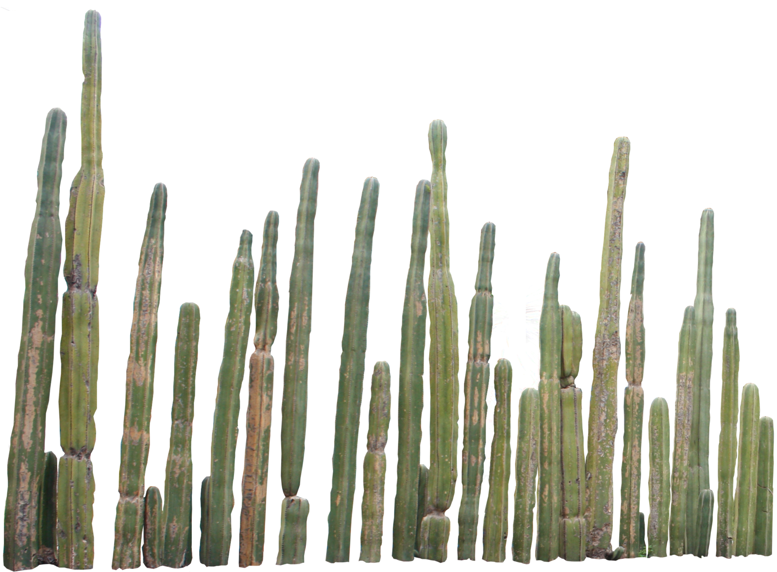 Cactus 3 Transparent PNG Image