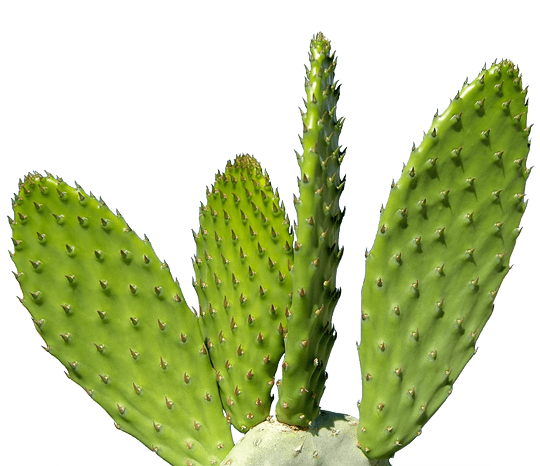Cactus Transparent PNG Image