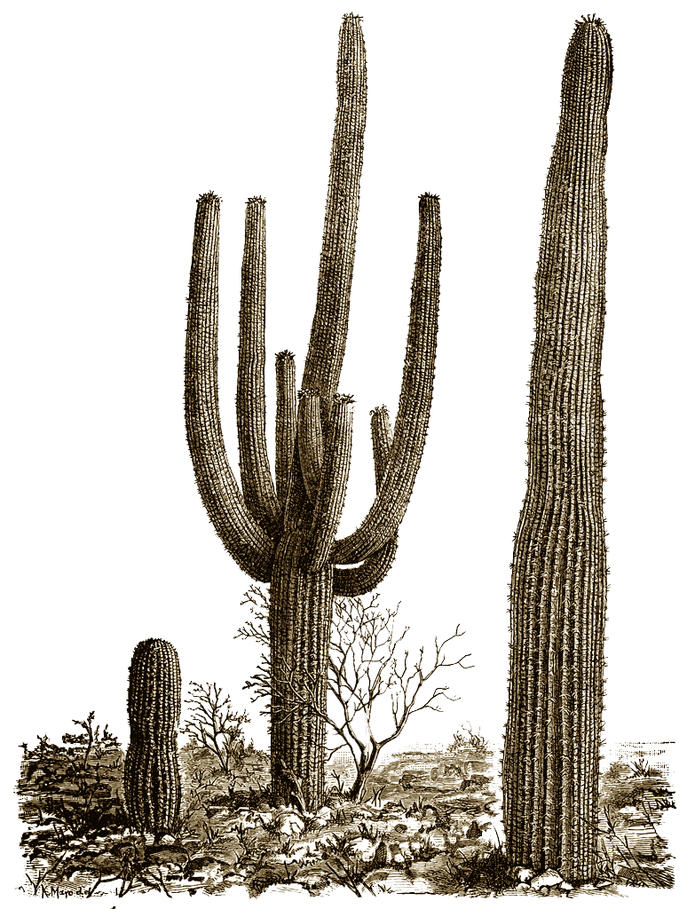 Cactus 8 Transparent PNG Image