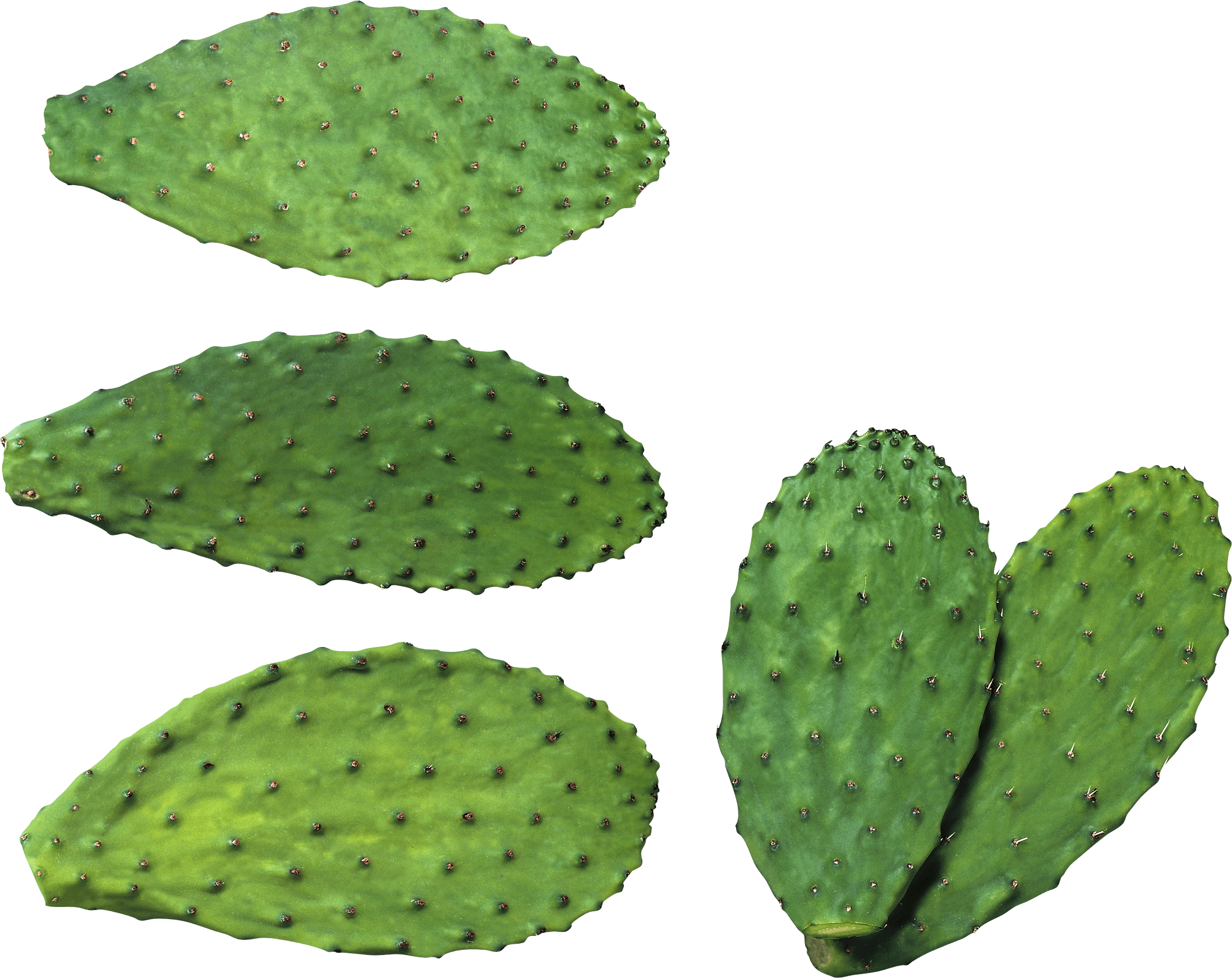 Cactus Transparent PNG Image