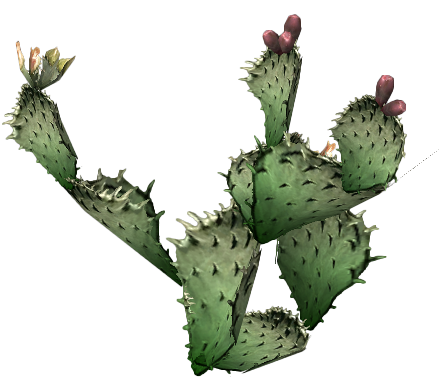 Cactus 9 Transparent PNG Image
