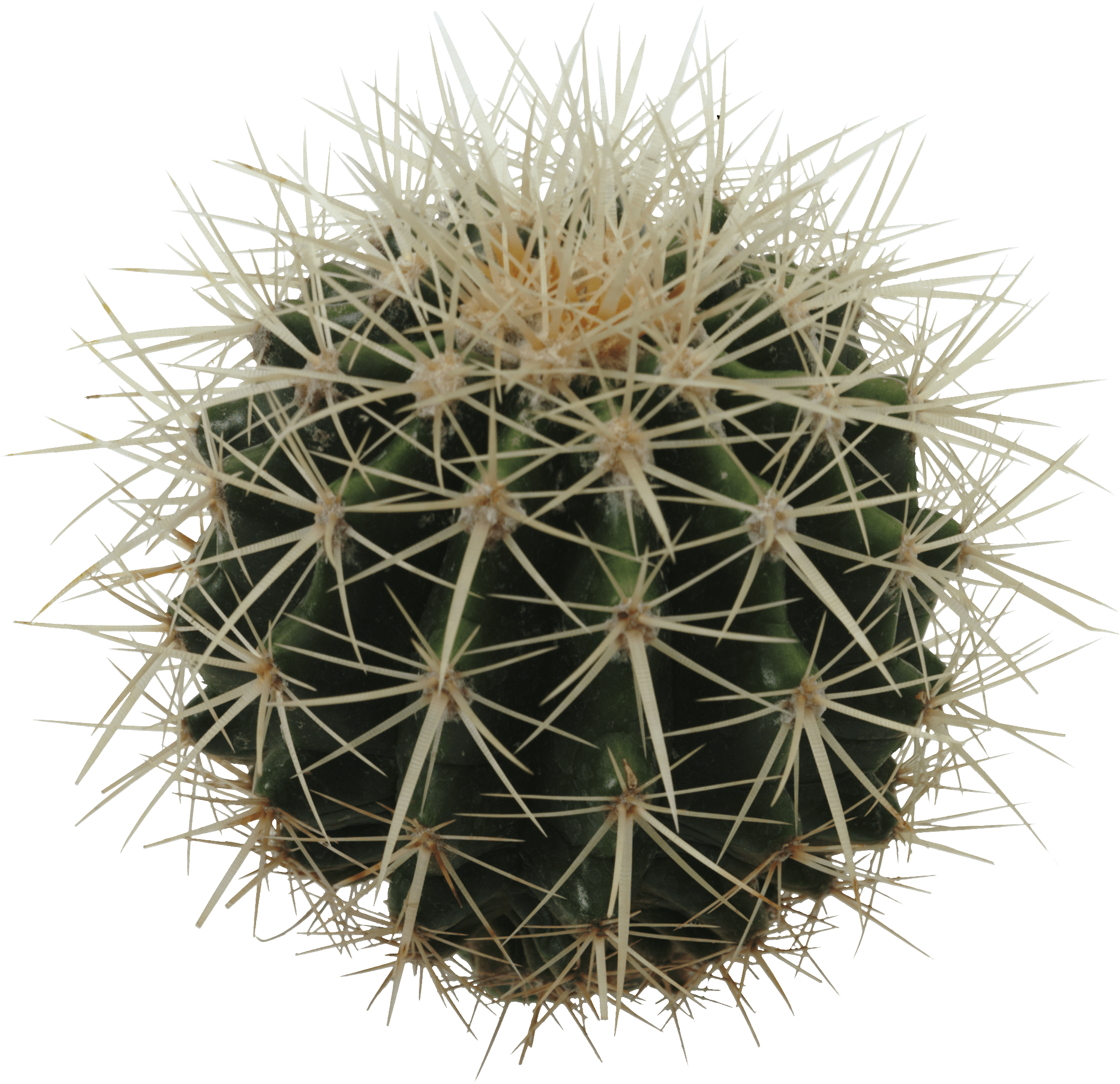 Cactus Transparent PNG Image