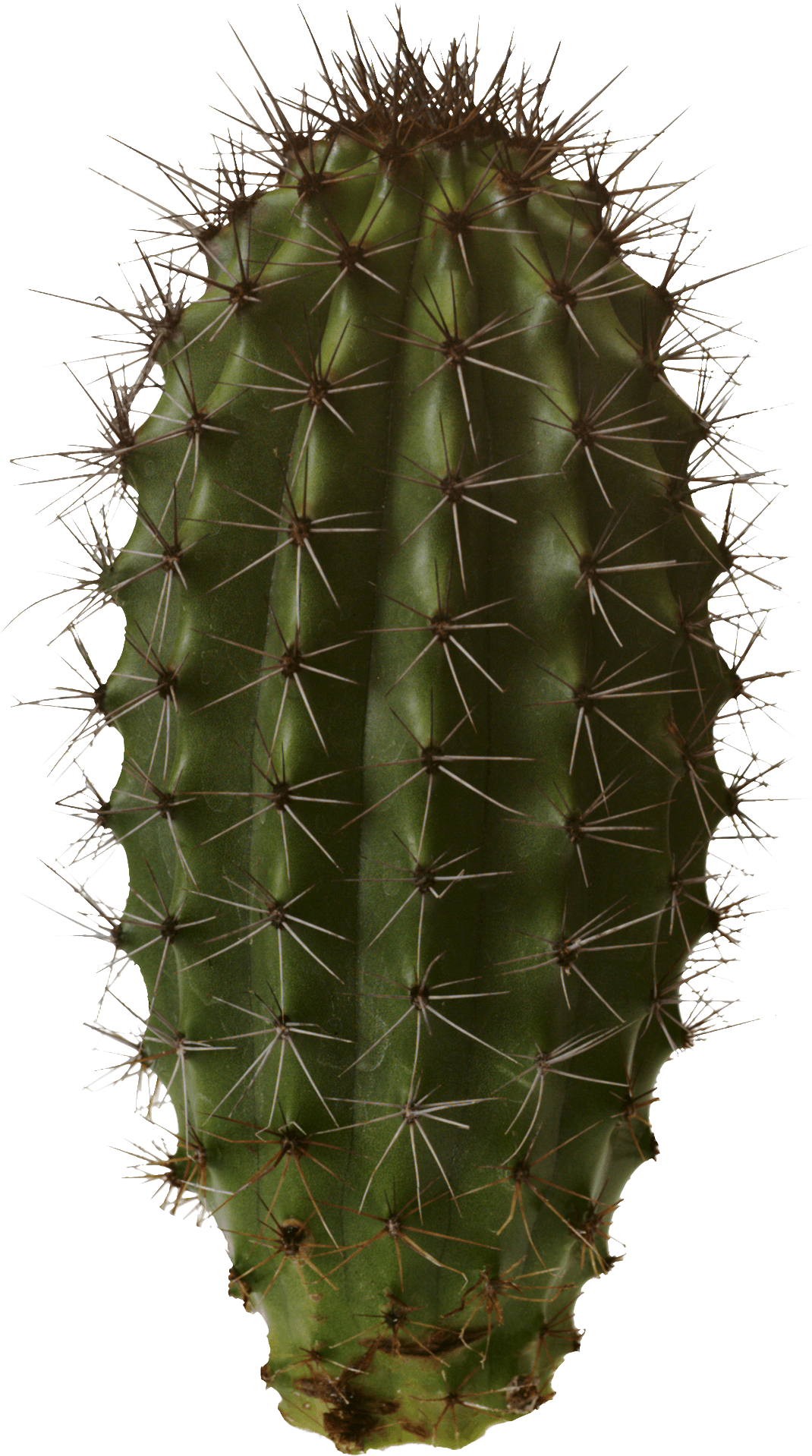 Cactus Transparent PNG Image