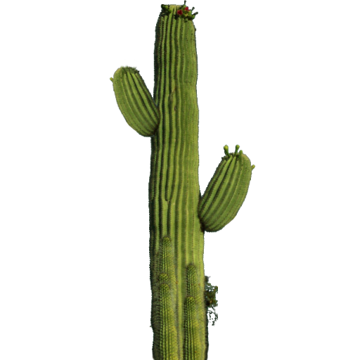 Cactus 10 Transparent PNG Image