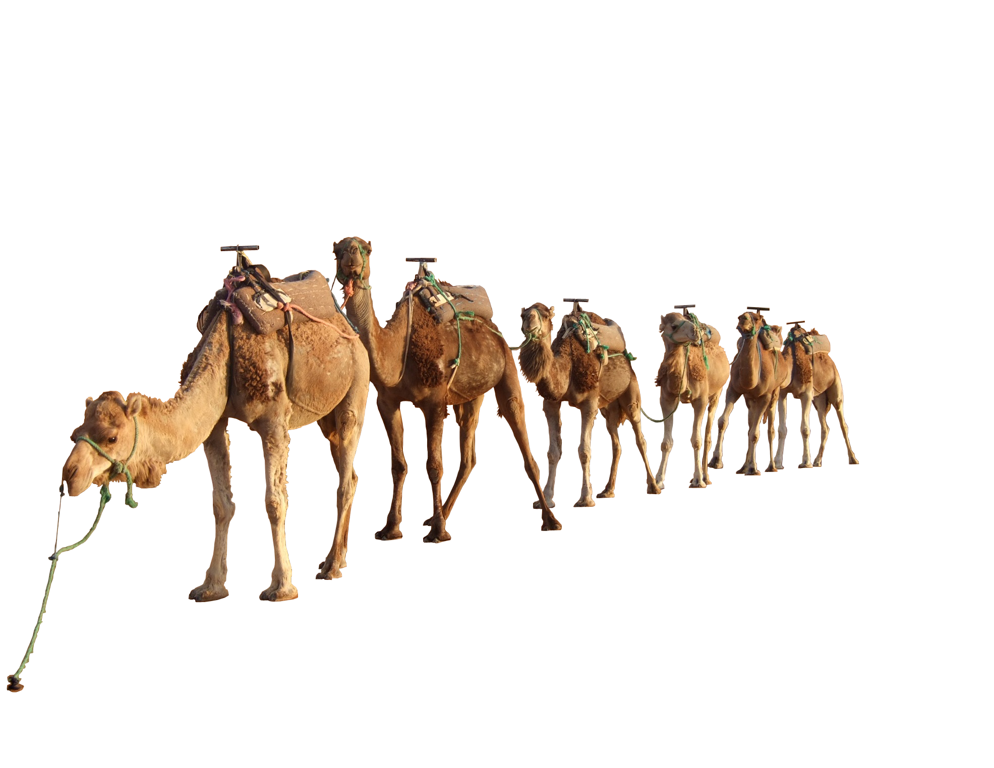 Camel 4 Transparent PNG Image