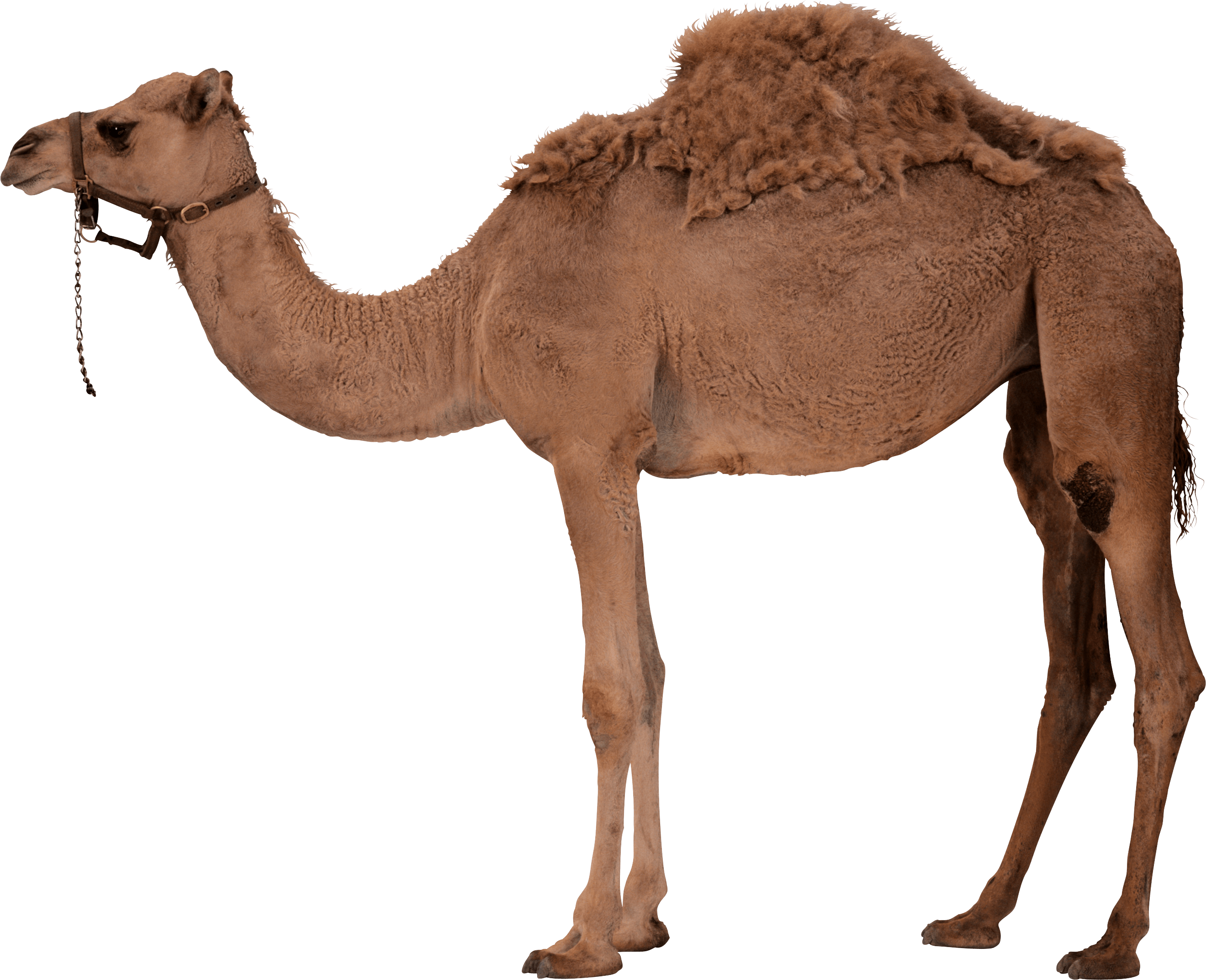 Camel Transparent PNG Image