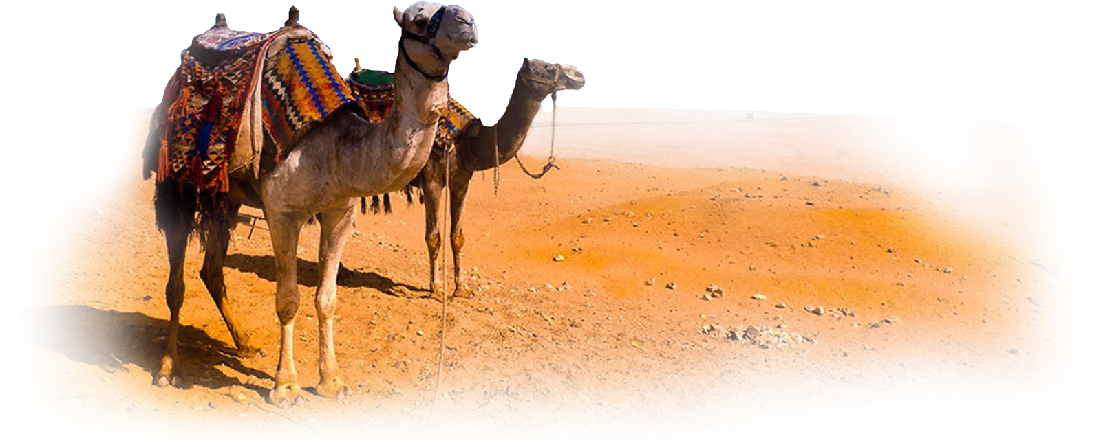 Camel Transparent PNG Image