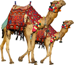Camel Transparent PNG Image