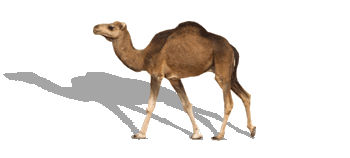 Camel Transparent PNG Image