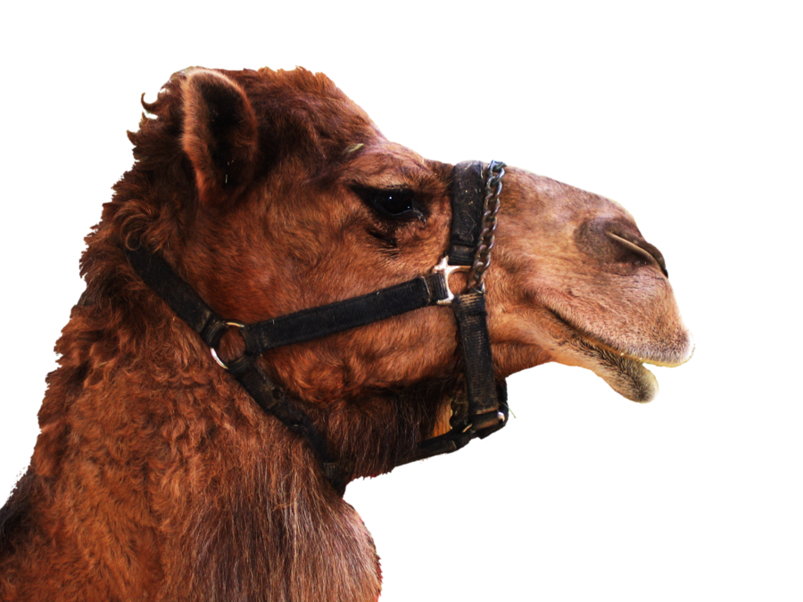 Camel 5 Transparent PNG Image
