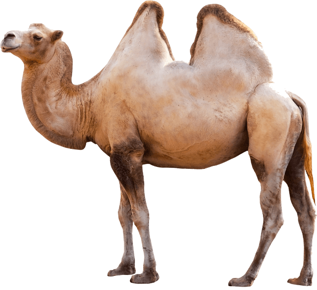 Camel Transparent PNG Image