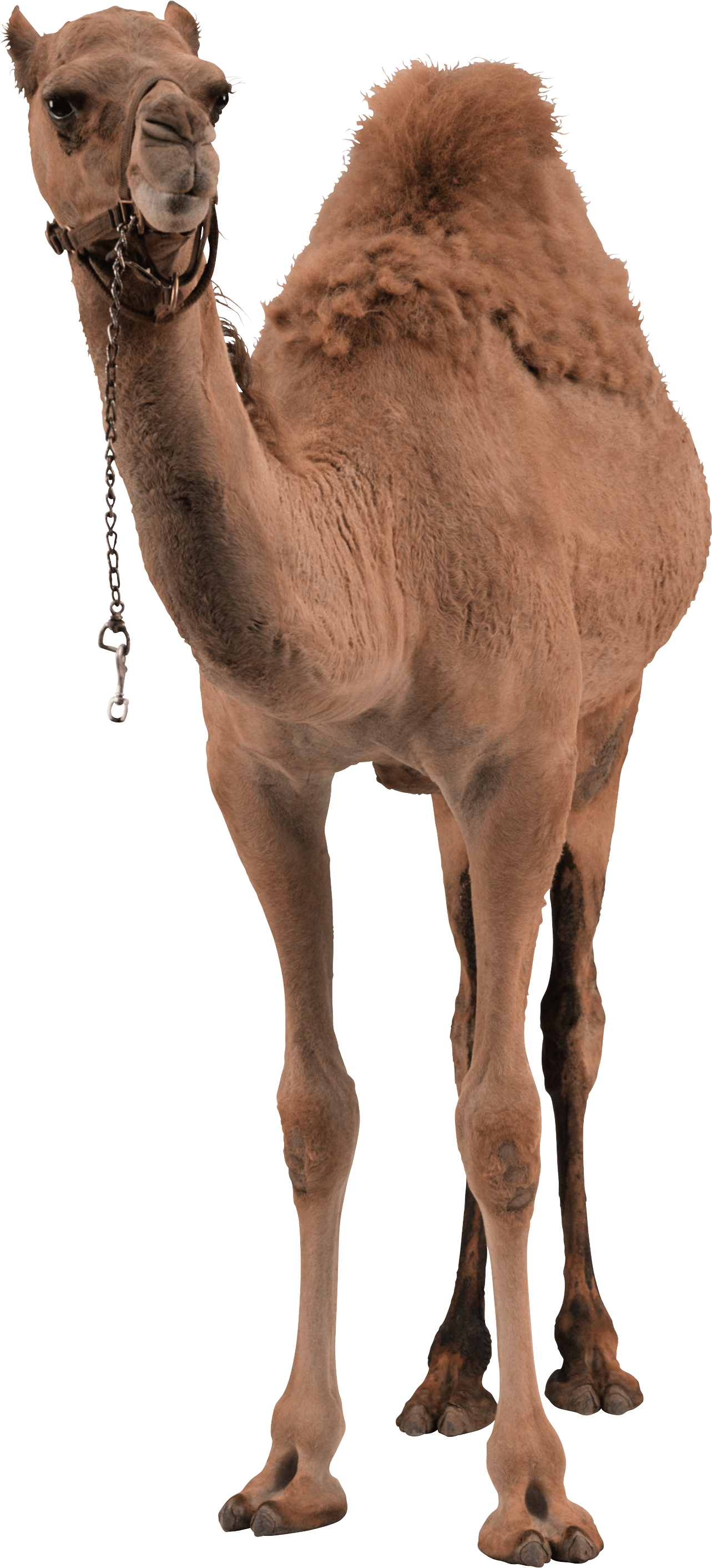 Camel Transparent PNG Image