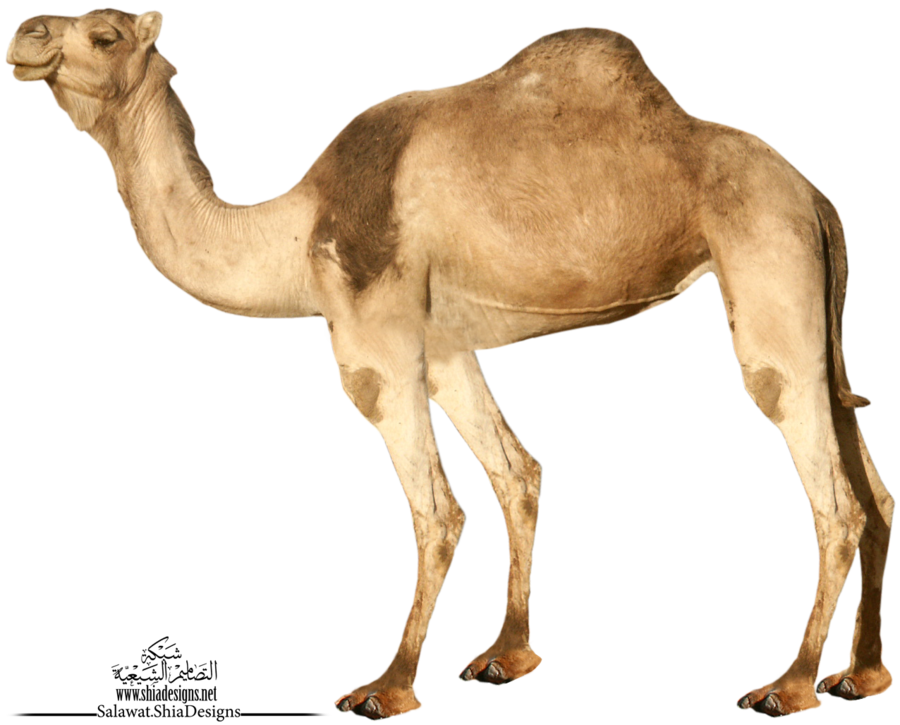 Camel 3 Transparent PNG Image