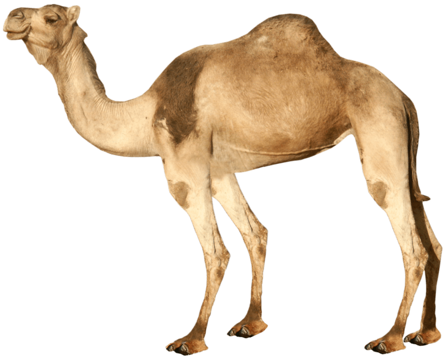 Camel Transparent PNG Image