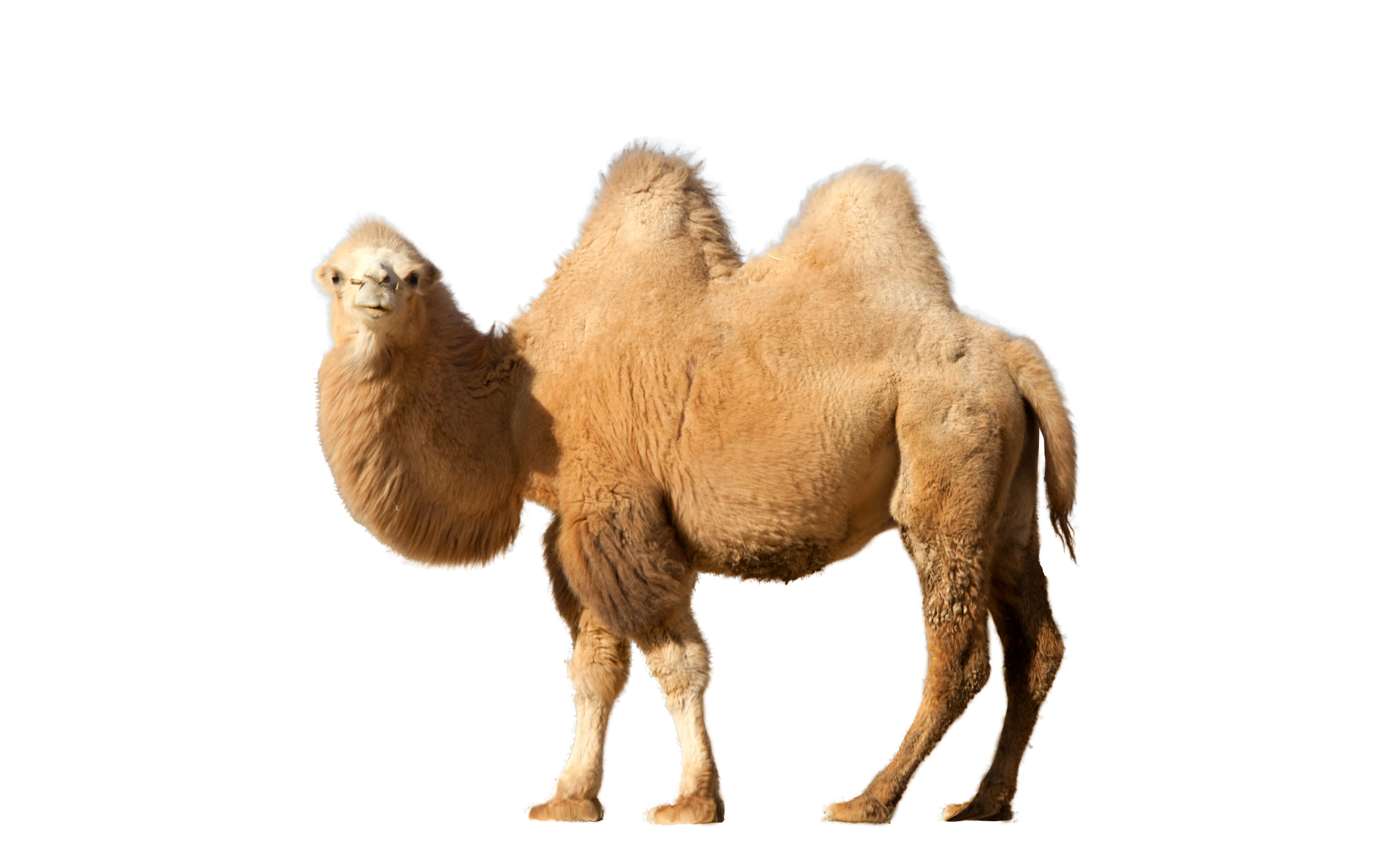 Camel Transparent PNG Image
