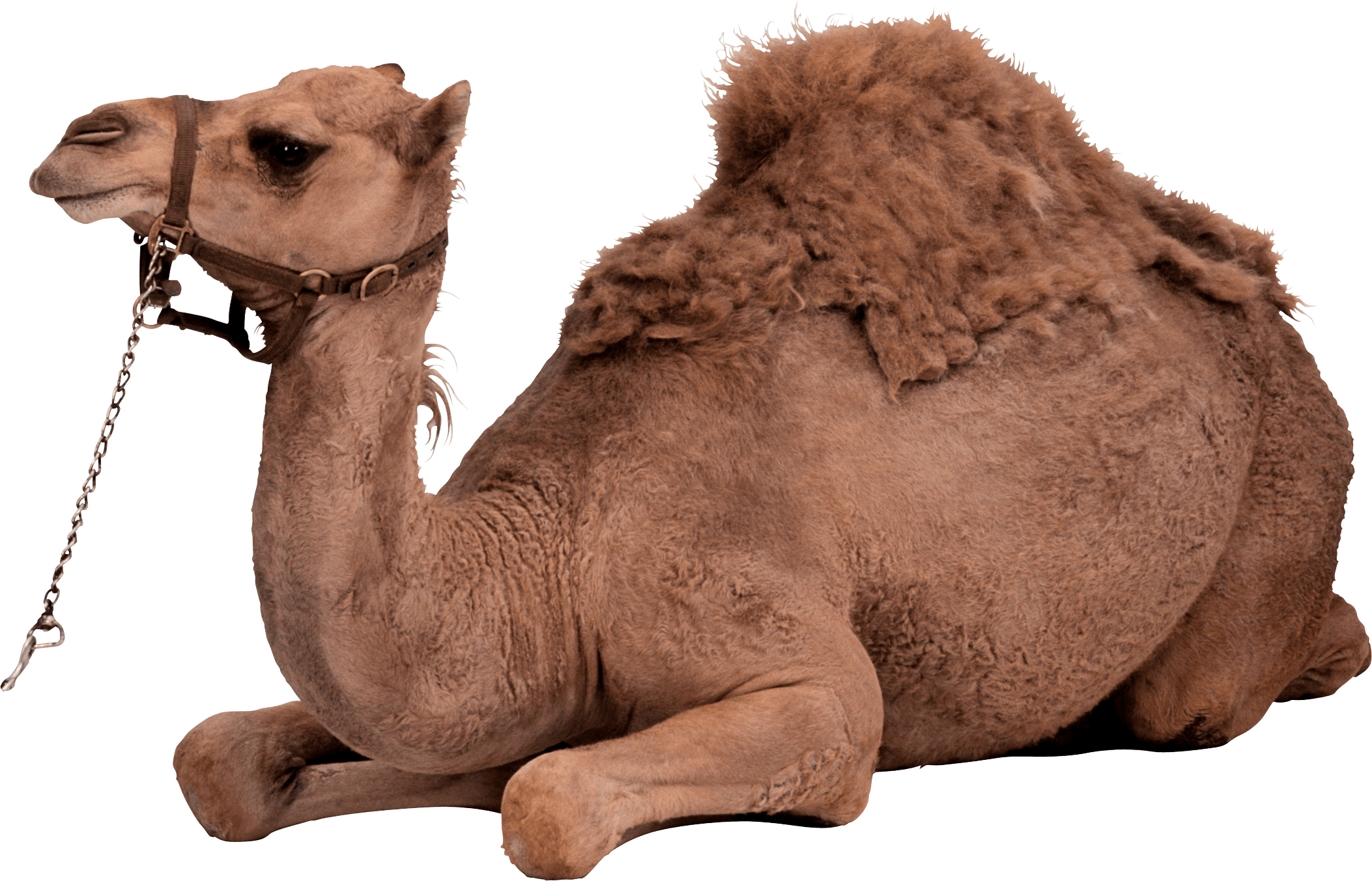 Camel Transparent PNG Image